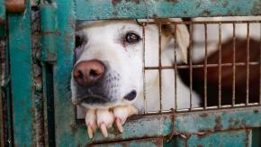 Hombre mordió a un perro policía en la cabeza: Dictaron 8 meses de cárcel en su contra Hombre mordió a un perro policía en la cabeza: Dictaron 8 meses de cárcel en su contra