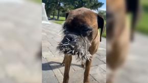 Es el décimotercer incidente: Perro se peleó con puercoespín y terminó con la cara llena de púas