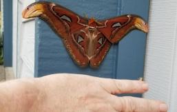 Polilla más grande del mundo llega a América: Sus alas llegan a medir 25 centímetros Polilla más grande del mundo llega a América: Sus alas llegan a medir 25 centímetros