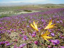 Desierto Florido revive tras años de sequía: Especies endémicas embellecen Atacama Desierto Florido revive tras años de sequía: Especies endémicas embellecen Atacama