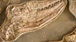 Hallan el fósil de una "aterradora" criatura marina que reinaba los océanos hace 66 millones de años Hallan el fósil de una "aterradora" criatura marina que reinaba los océanos hace 66 millones de años