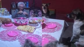Abuelita celebró su cumpleaños en fiesta junto a sus diez perritos en la mesa Abuelita celebró su cumpleaños en fiesta junto a sus diez perritos en la mesa