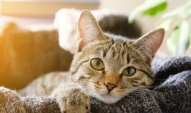 "No podía moverme": Mujer sufrió un infarto, su gato la despertó y le salvó la vida "No podía moverme": Mujer sufrió un infarto, su gato la despertó y le salvó la vida