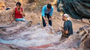 Hallan en Portugal restos fósiles del que podría ser el mayor dinosaurio jamás encontrado en Europa Hallan en Portugal restos fósiles del que podría ser el mayor dinosaurio jamás encontrado en Europa