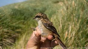 Hallan nueva especie de pájaro que vive "en medio del océano" y que desconcierta a los científicos Hallan nueva especie de pájaro que vive "en medio del océano" y que desconcierta a los científicos