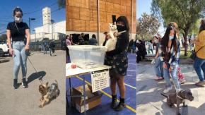 Plebiscito: Las mascotas se robaron las miradas en locales de votación Plebiscito: Las mascotas se robaron las miradas en locales de votación