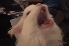 Muere "Thurston", el gato que se transformó en meme por su maullido Muere "Thurston", el gato que se transformó en meme por su maullido