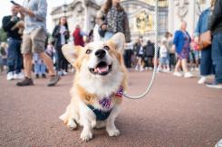Corgis de la Reina Isabel ya tienen destino: Se quedarán con el príncipe Andrés Corgis de la Reina Isabel ya tienen destino: Se quedarán con el príncipe Andrés