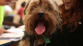 Prohibidas las empanadas y el asado: Siete consejos para cuidar a tu mascota en Fiestas Patrias Prohibidas las empanadas y el asado: Siete consejos para cuidar a tu mascota en Fiestas Patrias