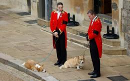 [VIDEO] Corgis de la Reina Isabel también la despideron en funeral