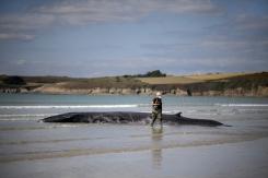 Encuentran 230 ballenas varadas en Australia, la mitad muertas Encuentran 230 ballenas varadas en Australia, la mitad muertas