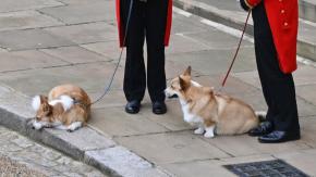 Se dispara el precio de los perros corgis tras la muerte de la reina Isabel II Se dispara el precio de los perros corgis tras la muerte de la reina Isabel II