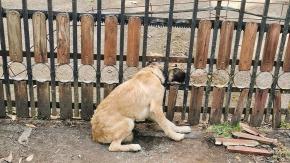 Bomberos rescatan perro que quedó con su cabeza atrapada en una reja en Temuco Bomberos rescatan perro que quedó con su cabeza atrapada en una reja en Temuco