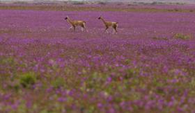 Presidente Boric declaró Parque Nacional al Desierto Florido