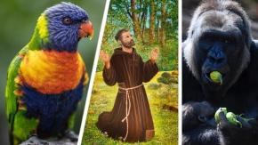 Conservación y protección: ¿Por qué se celebra el Día Mundial de los Animales este 4 de octubre? Conservación y protección: ¿Por qué se celebra el Día Mundial de los Animales este 4 de octubre?