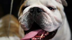 Cinco perros bulldog americano matan salvajemente a una mujer de 65 años en su propia casa Cinco perros bulldog americano matan salvajemente a una mujer de 65 años en su propia casa