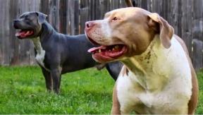 Dos niños fallecieron al ser atacados por pitbulls en EEUU: Su madre está grave tras defenderlos