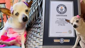 ¡Adiós Pebbles!: La perrita más longeva del mundo murió a los 22 años ¡Adiós Pebbles!: La perrita más longeva del mundo murió a los 22 años