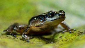 Los datos que muestran la alarmante reducción de animales en el mundo Los datos que muestran la alarmante reducción de animales en el mundo