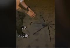 Hombre encontró gigantesca "araña" en la playa y se hizo viral en TikTok Hombre encontró gigantesca "araña" en la playa y se hizo viral en TikTok