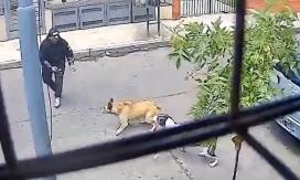 VIDEO | Dos perritas callejeras evitaron que motochorros asaltaran a un hombre VIDEO | Dos perritas callejeras evitaron que motochorros asaltaran a un hombre
