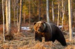 Universitarios sobreviven al ataque de un oso pardo en EE.UU: Debieron luchar contra el animal Universitarios sobreviven al ataque de un oso pardo en EE.UU: Debieron luchar contra el animal
