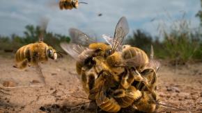 Las mejores fotos del premio Fotógrafo de la Vida Silvestre 2022 Las mejores fotos del premio Fotógrafo de la Vida Silvestre 2022