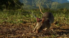 Ratas entrenadas con mochilas podrían ayudar a encontrar sobrevivientes en terremotos Ratas entrenadas con mochilas podrían ayudar a encontrar sobrevivientes en terremotos