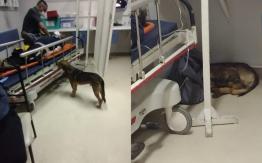 Perrito siguió a su amo accidentado y llegó hasta el hospital en San Antonio Perrito siguió a su amo accidentado y llegó hasta el hospital en San Antonio