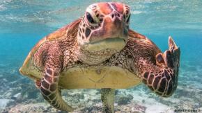 Científicos advierten que cada grado de calor global amenaza la vida de los animales con sangre fría Científicos advierten que cada grado de calor global amenaza la vida de los animales con sangre fría