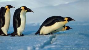 El pingüino emperador es incluido en lista de especies amenazadas por el calentamiento global El pingüino emperador es incluido en lista de especies amenazadas por el calentamiento global