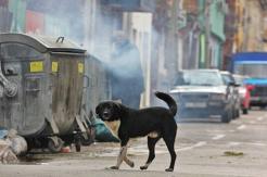 México: Avistamiento de perro cargando una pierna humana llevó al hallazgo de 41 bolsas con cuerpos México: Avistamiento de perro cargando una pierna humana llevó al hallazgo de 41 bolsas con cuerpos