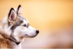 Mujer mata y despelleja a cachorro de perro Husky: Pensó que era un lobo Mujer mata y despelleja a cachorro de perro Husky: Pensó que era un lobo