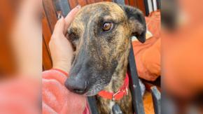 Final feliz para Tabita: Encuentran hogar para perrita de mujer que fue desahuciada en Coquimbo Final feliz para Tabita: Encuentran hogar para perrita de mujer que fue desahuciada en Coquimbo