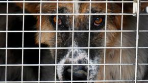 Brutal caso de maltrato animal: mujer prendió fuego al perro de su ex novio luego del quiebre Brutal caso de maltrato animal: mujer prendió fuego al perro de su ex novio luego del quiebre