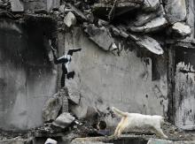 Banksy pinta un graffiti en edificio ucraniano bombardeado por Rusia Banksy pinta un graffiti en edificio ucraniano bombardeado por Rusia