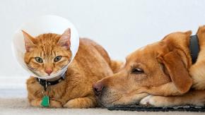 Sernac detectó diferencias de hasta 3.400% en valor de servicios veterinarios Sernac detectó diferencias de hasta 3.400% en valor de servicios veterinarios