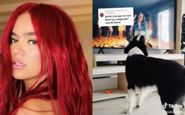 "Koko": El perro fanático que reacciona a las canciones de Karol G "Koko": El perro fanático que reacciona a las canciones de Karol G