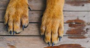Mató a ocho: Perro se enfrentó a una manada de coyotes para defender rebaño de ovejas Mató a ocho: Perro se enfrentó a una manada de coyotes para defender rebaño de ovejas