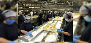 Empresa de duraznos en conserva busca nuevos trabajadores y ofrece un sueldo líquido desde $550 mil Empresa de duraznos en conserva busca nuevos trabajadores y ofrece un sueldo líquido desde $550 mil