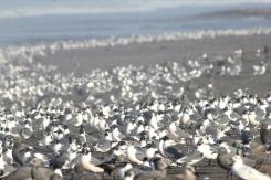 Ministerio de Agricultura confirma primer caso de gripe aviar H5N1 en Chile Ministerio de Agricultura confirma primer caso de gripe aviar H5N1 en Chile