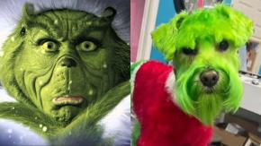 [VIDEO] Mujer tiñó a su perro de verde y rojo para que se parezca al "Grinch" y se llenó de críticas