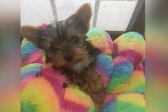 “Está enferma”: Romina Sáez pidió ayuda para encontrar a pareja que se robó a su perrita. “Está enferma”: Romina Sáez pidió ayuda para encontrar a pareja que se robó a su perrita.