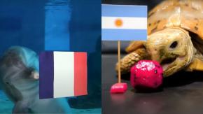 Nicholas el delfín y Rocky la tortuga: Las dispares predicciones de animales para la final de Catar Nicholas el delfín y Rocky la tortuga: Las dispares predicciones de animales para la final de Catar
