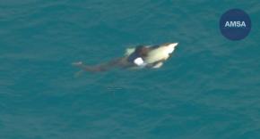 Australiano sobrevive a un naufragio en aguas llenas de cocodrilos y tiburones Australiano sobrevive a un naufragio en aguas llenas de cocodrilos y tiburones