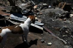 Incendio en Viña del Mar: Revisa cómo ayudar a los animales afectados por la emergencia Incendio en Viña del Mar: Revisa cómo ayudar a los animales afectados por la emergencia