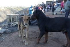 Lo que debes hacer si encuentras una mascota perdida tras el incendio en Viña Lo que debes hacer si encuentras una mascota perdida tras el incendio en Viña