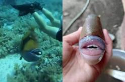 Pez con "dientes humanos" mordió a un buzo: "Pensé que me rompería la piel" Pez con "dientes humanos" mordió a un buzo: "Pensé que me rompería la piel"