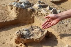 Descubren huevos de avestruz de más de 4.000 años en Israel Descubren huevos de avestruz de más de 4.000 años en Israel