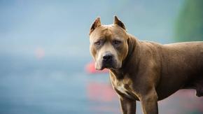 Mujer rescató a un pitbull y fue brutalmente atacada por el animal: debieron amputarle un brazo Mujer rescató a un pitbull y fue brutalmente atacada por el animal: debieron amputarle un brazo